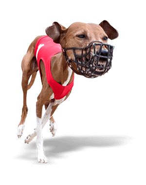 paddy power greyhound|today's greyhound meetings.